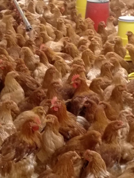 Tojás előtt lévő jércék és kakasok eladók sárszentmiklos!