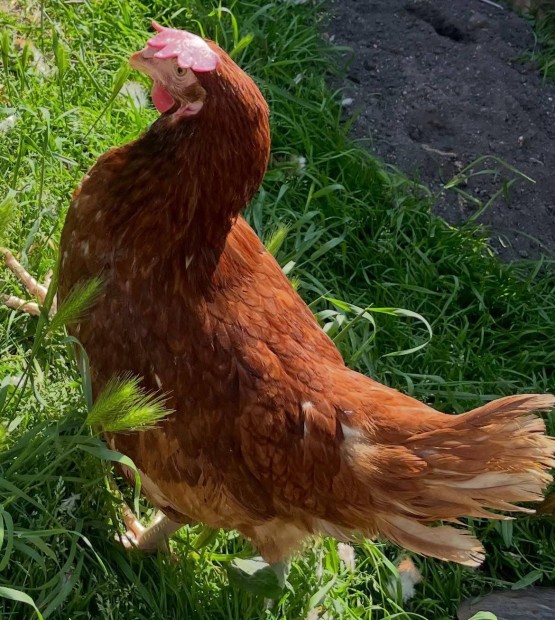 Toj tykokok rendelhetek