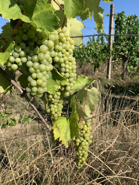 Tokaj-Hegyalja Furmint szőlő