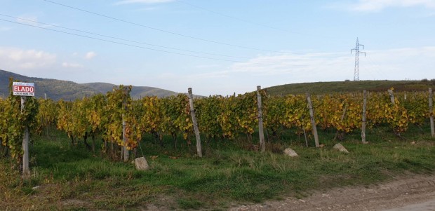 Tokaj-Hegyaljn szl ltetvny Elad!