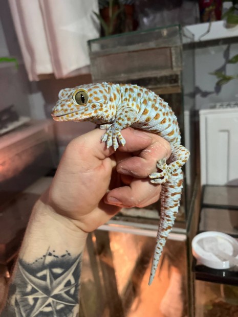 Tokee gecko, pöttyös gekko