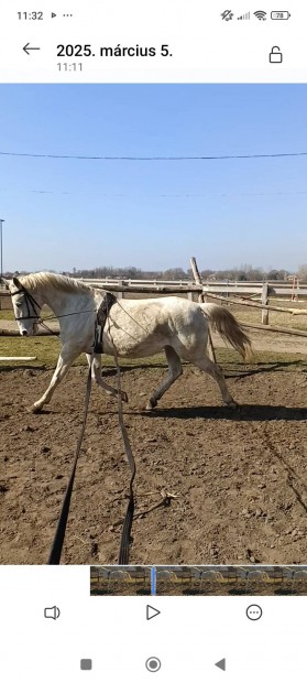 Tkletes hobby kanca s tenyszkanca