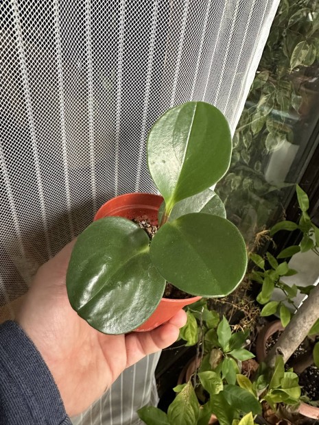 Tompalevel� t�rpebors / gumin�v�ny (Peperomia obtusifolia)