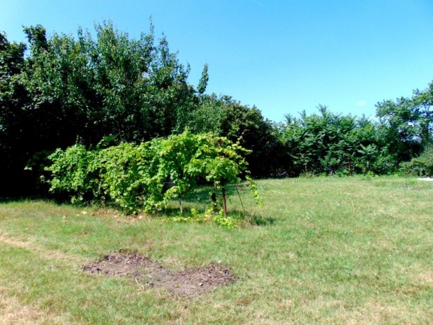 Tordas, Szabads�g utca, 2584 m2-es, telek