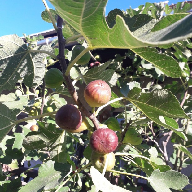 Trk fge, barna fgefa csemete, Ficus carica Brown Turkey