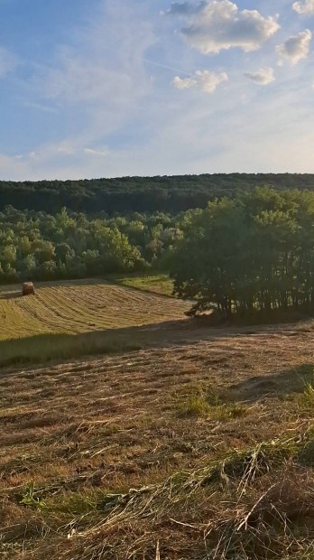Törökbálinti 1770 m? üres telek áron alul eladó.