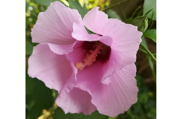 Trkrzsa, szriai Mlyvacserje (Hibiscus syriacus)