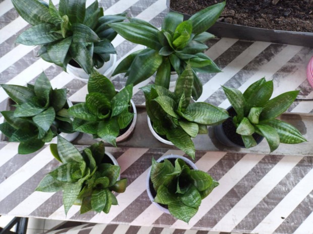 T�rpe any�snyelv