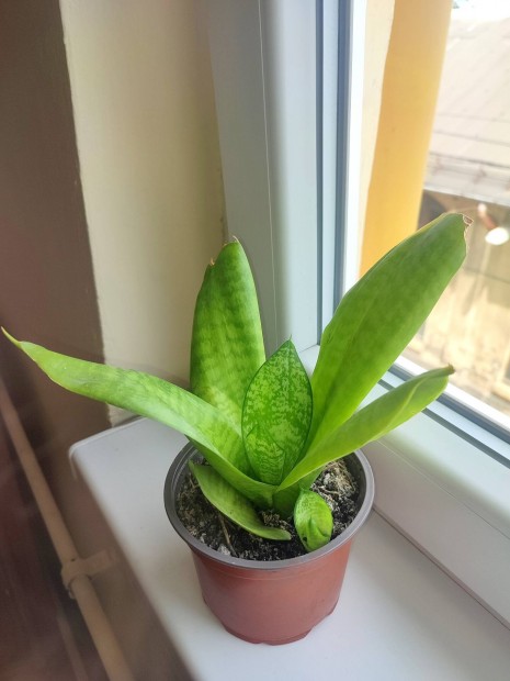 Törpe anyósnyelv szobanövény (sansevieria)