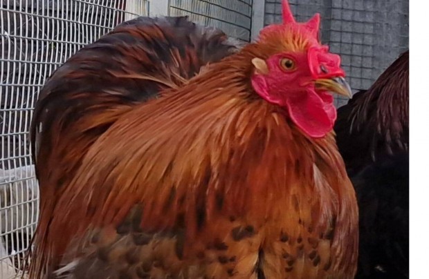 Trpe cochin kakas