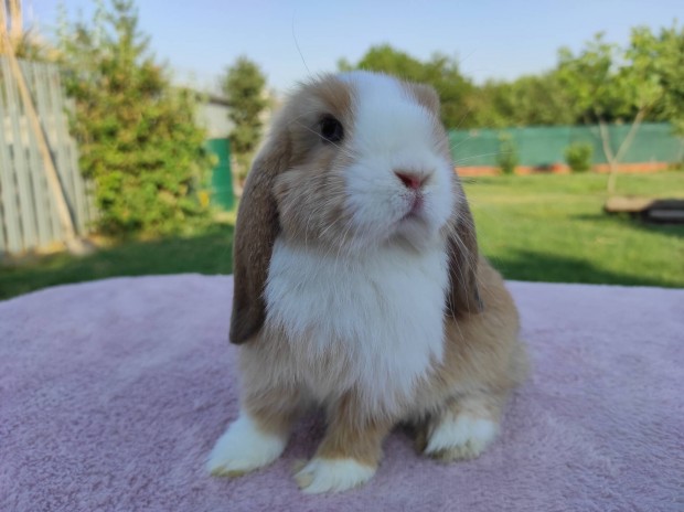Törpe és mini kosorrú nyuszi, törpenyúl