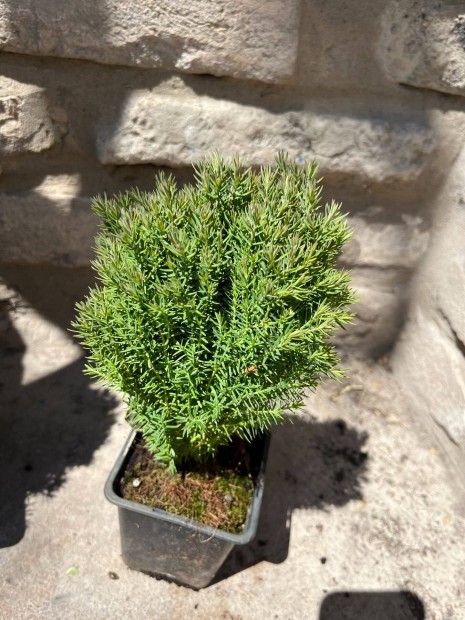 Trpe gmbtuja - Thuja occidentalis "Teddy"