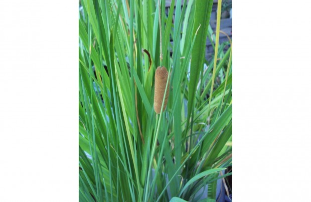 Törpe gyékény - Typha minima