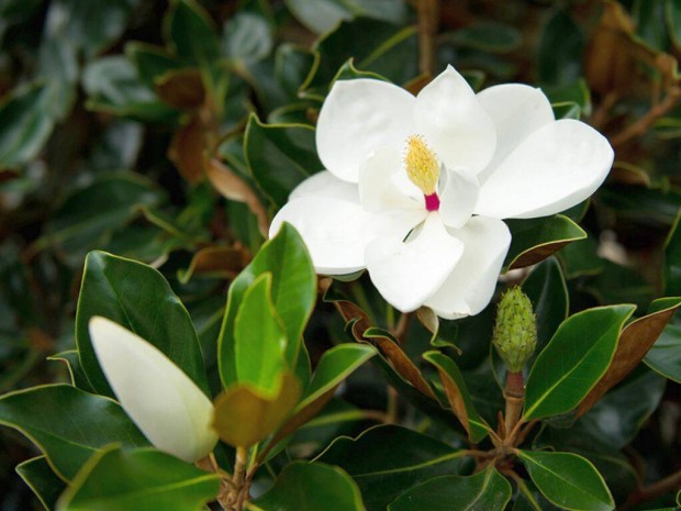 Trpe nvs rkzld liliomfa, magnolia (Magnolia grandiflora) elad