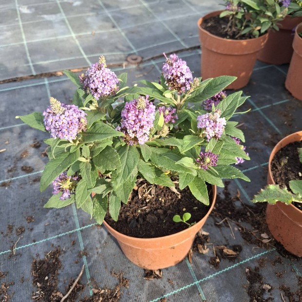 Trpe nyri orgona ( Buddleia davidii)