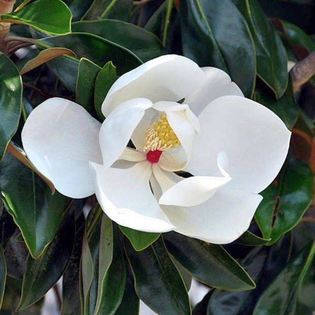 Trpe rkzld liliomfa, magnolia (Magnolia grandiflora) elad