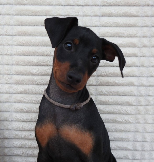 Trpe pinscher / Trpe pincser