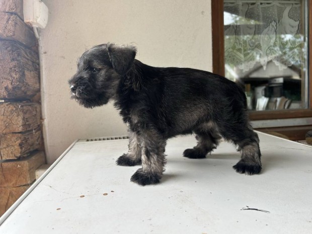 Trpe schnauzer fajta jelleg kiskutyk ingyen elvihetk