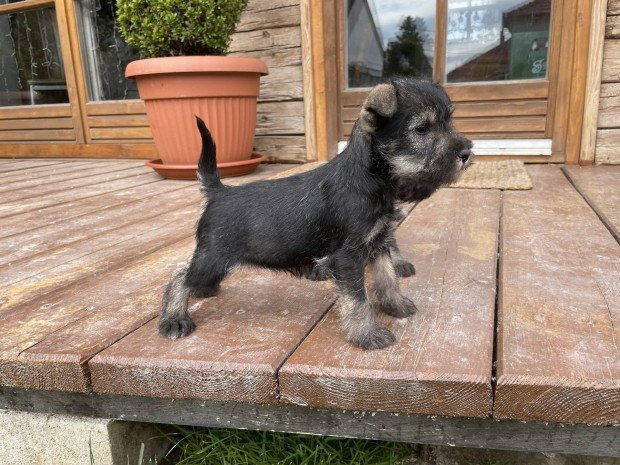 Trpe schnauzer fajta jelleg kiskutyk ingyen elvihetk