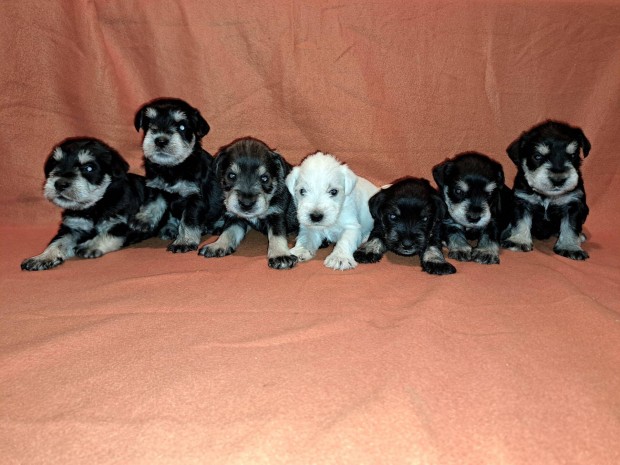 Trpe schnauzer fajtajelleg kiskutyk eladk