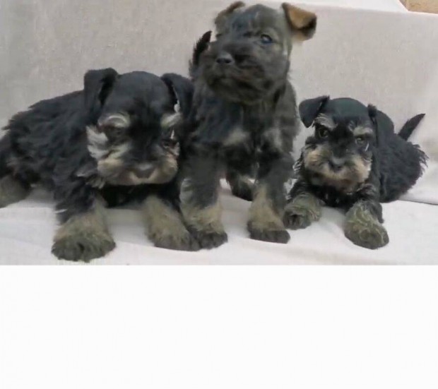 Törpe schnauzer kiskutyák