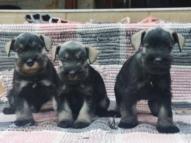 Törpe schnauzer kiskutyák eladók
