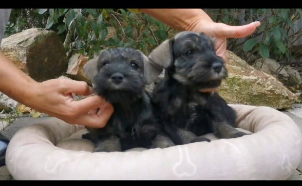 Trpe schnauzer kiskutyk eladk