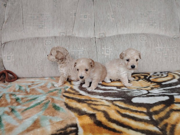 Trpe uszkr x Mltai (Maltipoo) Fik