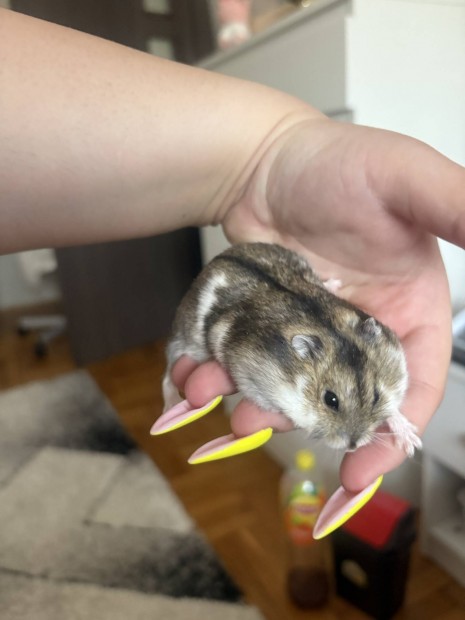 Törpehörcsög babák (dzsungáriai)