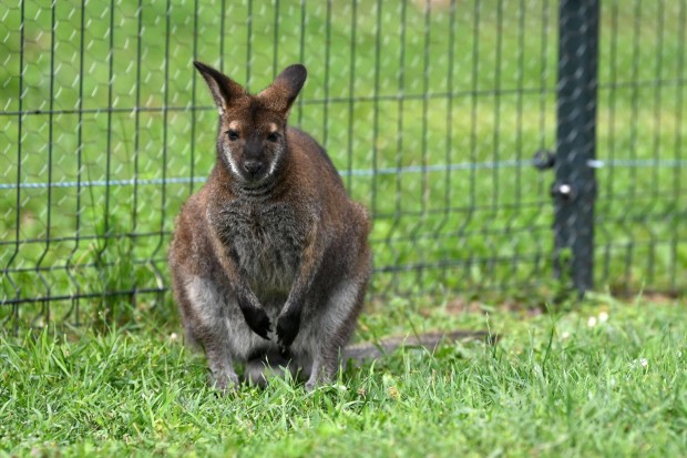 Trpekenguru (wallaby) 2024-es fi