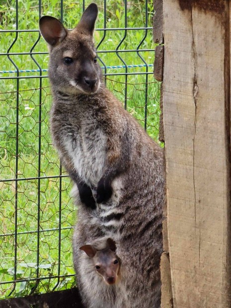 Trpekenguruk (wallaby, benett)