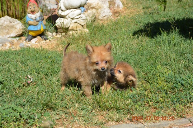 Törpespitz X Pomerániai Törpespitz