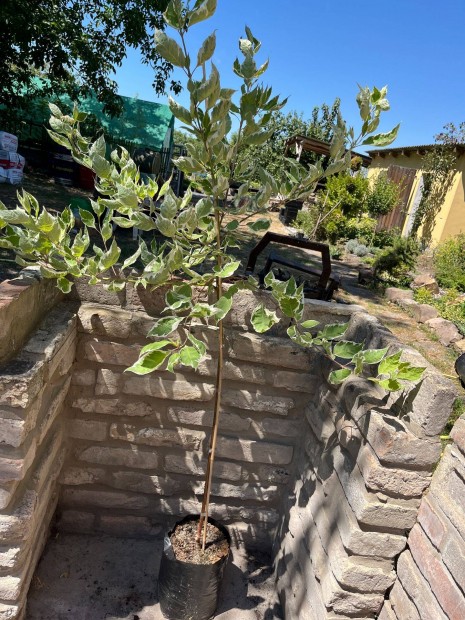 Trzses fehr tarka level som Cornus alba Elegantissima