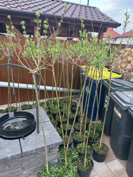 Törzses tarka levelű Japán Fűz! 150 cm