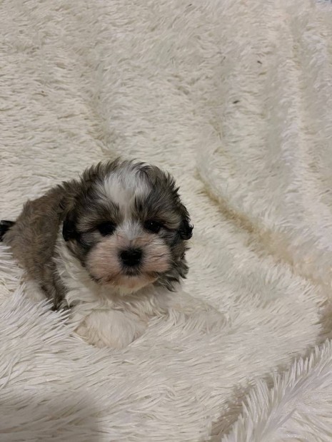 Trzsknyv nlkli Bichon Havanese fi kiskutyk eladk Pest megyben