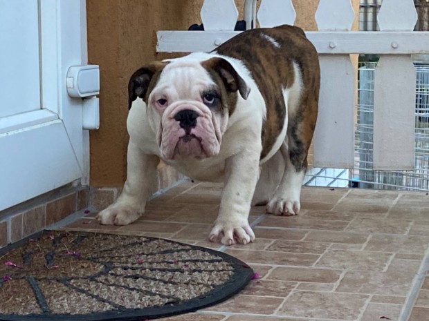 Trzsknyves Angol bulldog kiskutyk eladk