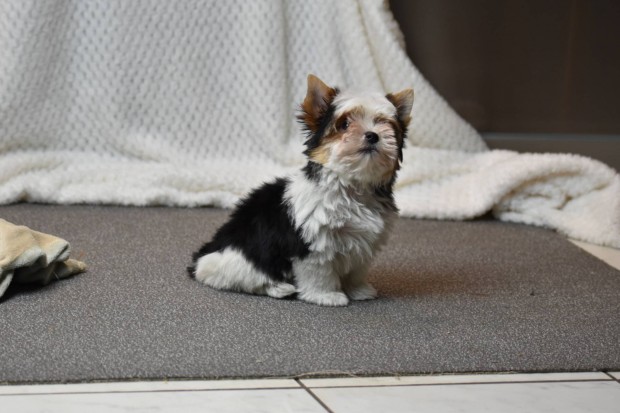 Trzsknyves Biewer Yorkshire terrier Yorki fi gazdijt keresi