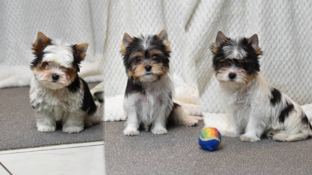 Trzsknyves Biewer Yorkshire terrier Yorki kiskutyk gazdit keresnek