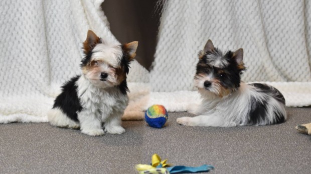 Trzsknyves Biewer Yorkshire terrier / Yorki kiskutyk gazdi keresk