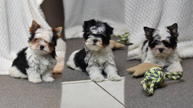 Trzsknyves Biewer Yorkshire terrier / Yorki kiskutyk gazdi keresk