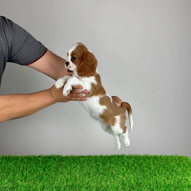 Törzskönyves Blenheim kislány Cavalier King Charles Spániel kiskutya