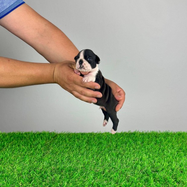 Törzskönyves Boston terrier kiskutya