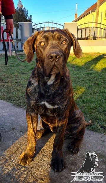 Trzsknyves Cane Corso nvendk kan