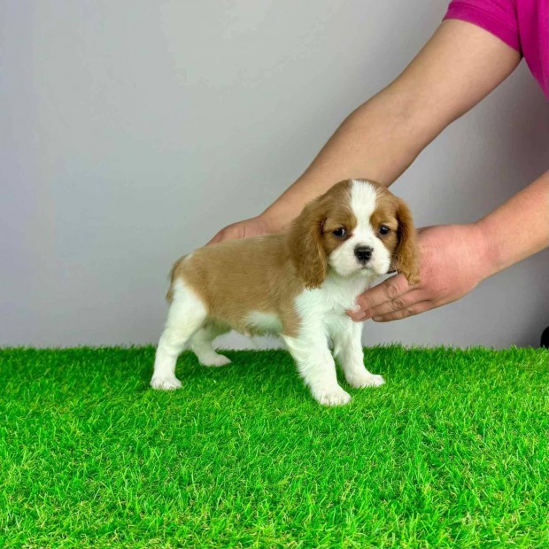 Trzsknyves Cavalier King Charles spniel kiskutya