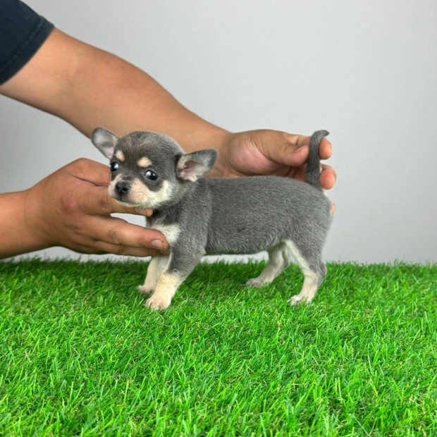Trzsknyves Csivava kiskutya Chihuahua