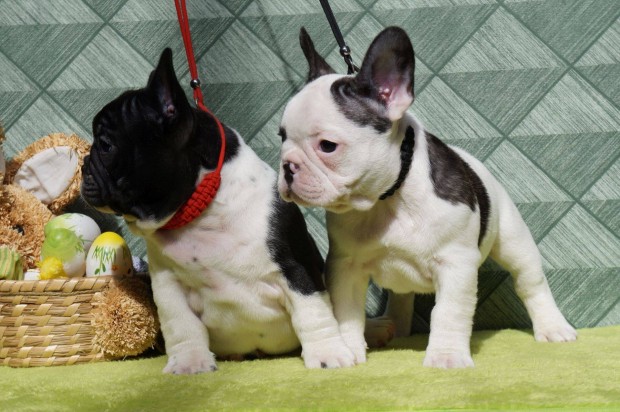 Törzskönyves Francia Bulldog Kankölykök