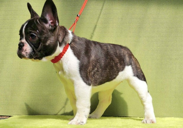Törzskönyves Francia Bulldog szukakölyök
