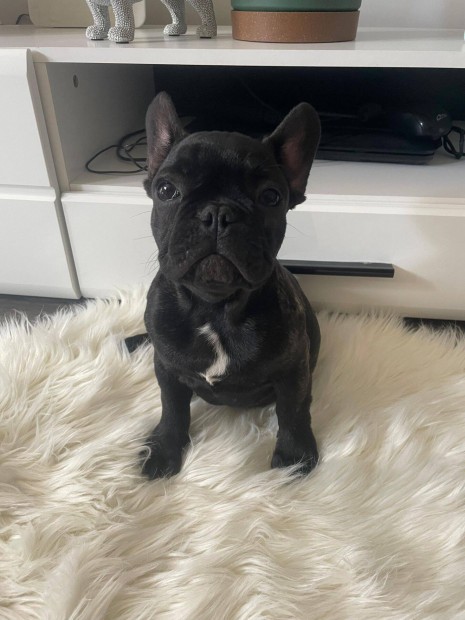 Törzskönyves Francia bulldog kislány