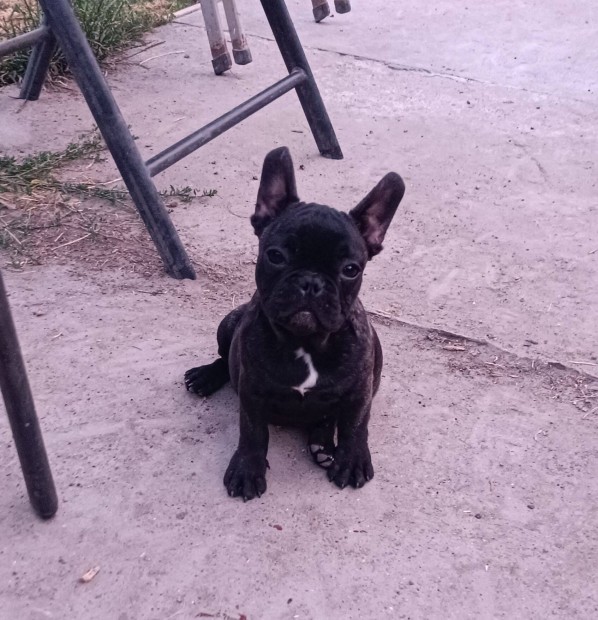Törzskönyves Francia bulldog kislány Emili és Elena