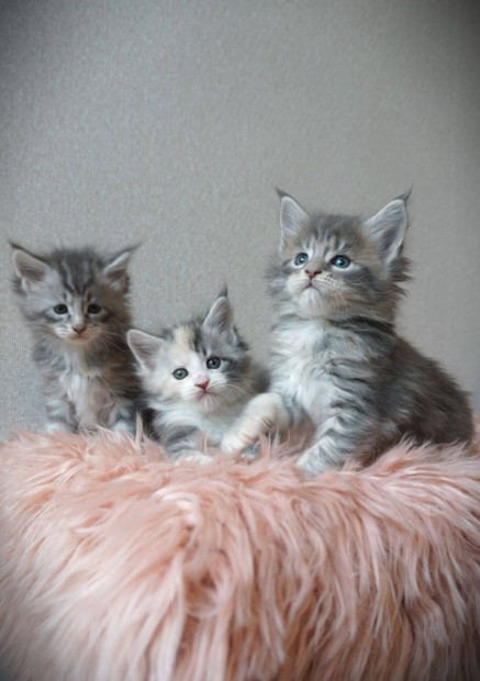 Trzsknyves Maine Coon kiscick eladk